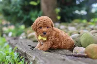 Jax, a male Poodle - Miniature  for sale in Baltic, OH – 6 of 8