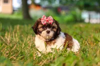 Rosie, a female Shih Tzu for sale in Baltic, OH – 4 of 10