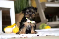 Toby, a male Yorkshire Terrier for sale in Baltic, OH – Photo 1 of 5