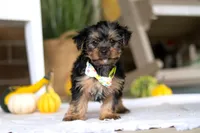 Toby, a male Yorkshire Terrier for sale in Baltic, OH – Photo 2 of 5