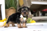 Toby, a male Yorkshire Terrier for sale in Baltic, OH – Photo 4 of 5