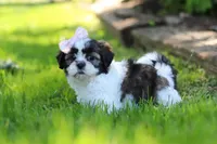 Arianna, a female Shih Tzu for sale in Baltic, OH – 6 of 7