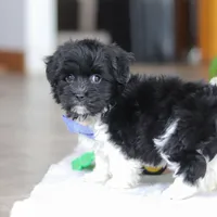 Zach, a male Havanese for sale in Baltic, OH – Photo 7 of 8