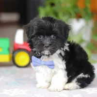 Zach, a male Havanese for sale in Baltic, OH – Photo 8 of 8