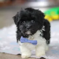 Zach, a male Havanese for sale in Baltic, OH – Photo 3 of 8
