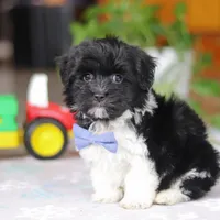 Zach, a male Havanese for sale in Baltic, OH – Photo 5 of 8