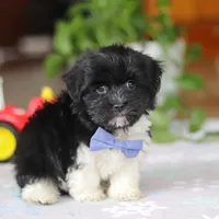 Zach, a male Havanese for sale in Baltic, OH – Photo 6 of 8