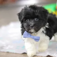 Zach, a male Havanese for sale in Baltic, OH – Photo 2 of 8