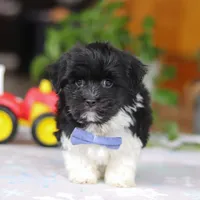 Zach, a male Havanese for sale in Baltic, OH – Photo 1 of 8