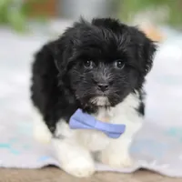 Zach, a male Havanese for sale in Baltic, OH – Photo 4 of 8