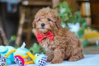 Asher, a male Poodle - Miniature  for sale in Baltic, OH – Photo 6 of 7
