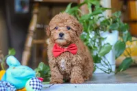 Asher, a male Poodle - Miniature  for sale in Baltic, OH – Photo 5 of 7