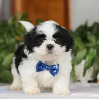 Adam, a male Shih Tzu for sale in Baltic, OH – Photo 5 of 5