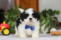 Adam, a male Shih Tzu for sale in Baltic, OH – Photo 5 of 5