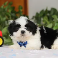 Adam, a male Shih Tzu for sale in Baltic, OH – Photo 3 of 5
