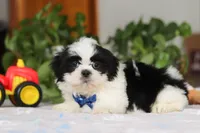 Adam, a male Shih Tzu for sale in Baltic, OH – Photo 3 of 5
