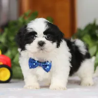 Adam, a male Shih Tzu for sale in Baltic, OH – Photo 2 of 5