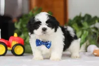 Adam, a male Shih Tzu for sale in Baltic, OH – Photo 2 of 5