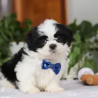Adam, a male Shih Tzu for sale in Baltic, OH – Photo 4 of 5