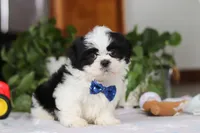 Adam, a male Shih Tzu for sale in Baltic, OH – Photo 4 of 5