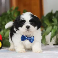 Adam, a male Shih Tzu for sale in Baltic, OH – Photo 1 of 5