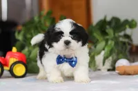 Adam, a male Shih Tzu for sale in Baltic, OH – Photo 1 of 5