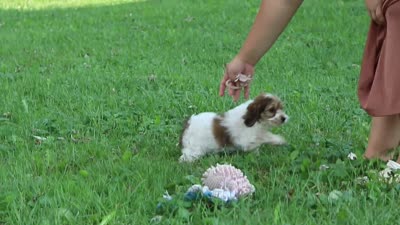Angela, a female Cockapoo for sale in Baltic, OH – 7 of 7