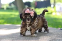Fiona, a female Shih Tzu for sale in Baltic, OH – 9 of 10