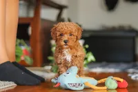 Fiona, a female Poodle - Miniature  for sale in Baltic, OH – 7 of 9