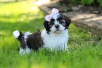 Arianna, a female Shih Tzu for sale in Baltic, OH – 1 of 7