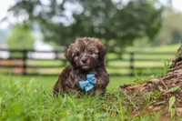 Winston, a male Havanese for sale in Baltic, OH – 3 of 10