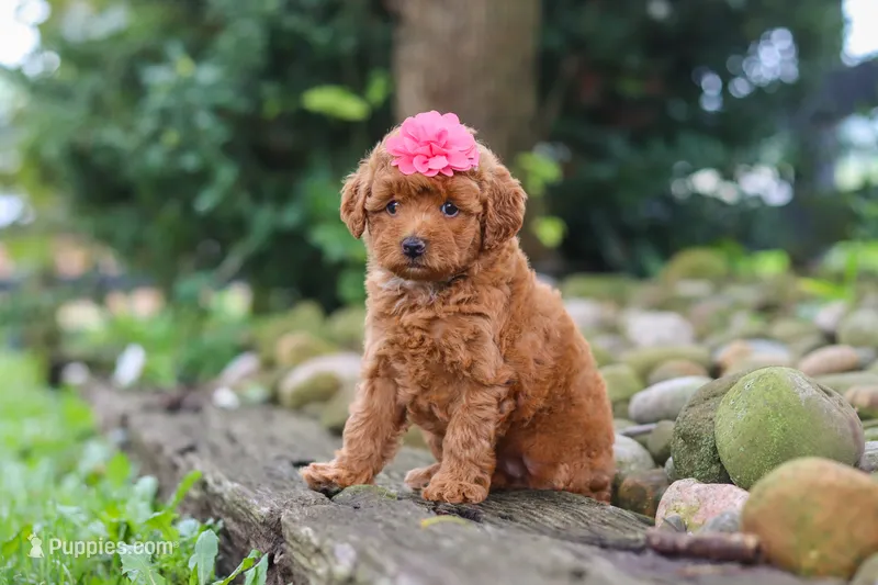 Posie – Poodle - Miniature  puppy for sale in Baltic, OH