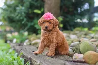 Posie, a female Poodle - Miniature  for sale in Baltic, OH – 1 of 6