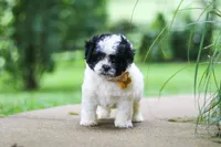 Bentley, a male Shihpoo for sale in Baltic, OH – 6 of 8