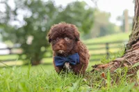 Arlo, a male Havanese for sale in Baltic, OH – 4 of 8