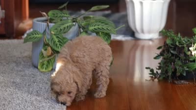 Chloe , a female Poodle - Miniature  for sale in Baltic, OH – 8 of 8
