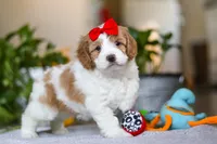 Lila , a female Cockapoo for sale in Baltic, OH – Photo 8 of 8