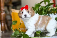 Lila , a female Cockapoo for sale in Baltic, OH – Photo 6 of 8