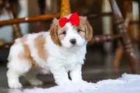 Lila , a female Cockapoo for sale in Baltic, OH – Photo 7 of 8
