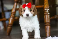 Lila , a female Cockapoo for sale in Baltic, OH – Photo 5 of 8