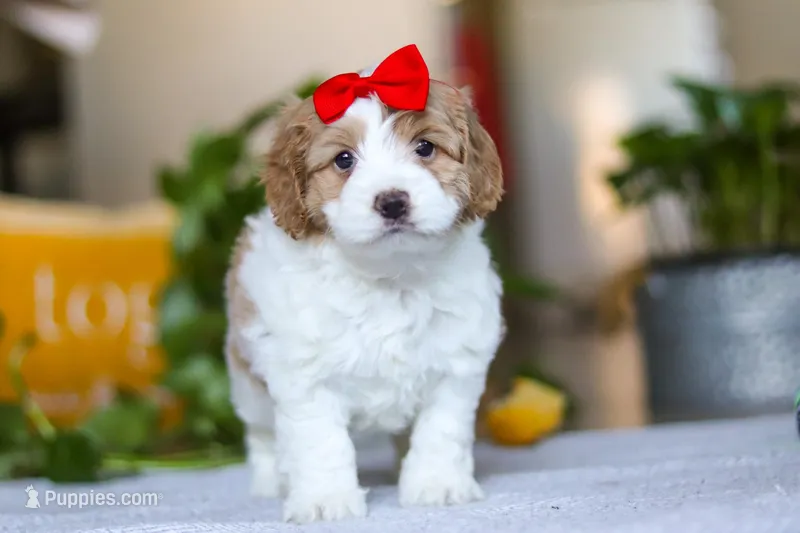 Lila  – Cockapoo puppy for sale in Baltic, OH