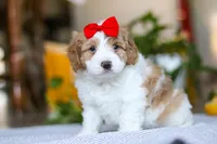Lila , a female Cockapoo for sale in Baltic, OH – Photo 4 of 8