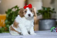 Lila , a female Cockapoo for sale in Baltic, OH – Photo 2 of 8