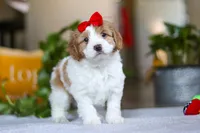 Lila , a female Cockapoo for sale in Baltic, OH – Photo 3 of 8