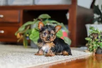 Ellie, a female Yorkshire Terrier for sale in Baltic, OH – 2 of 4