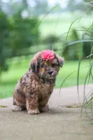 Lucy, a female Shihpoo for sale in Baltic, OH – 3 of 8