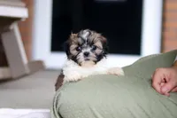 Winnie, a female Shih Tzu for sale in Baltic, OH – Photo 6 of 7