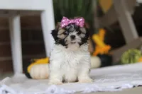 Winnie, a female Shih Tzu for sale in Baltic, OH – Photo 2 of 7