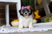 Winnie, a female Shih Tzu for sale in Baltic, OH – Photo 4 of 7