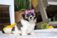 Winnie, a female Shih Tzu for sale in Baltic, OH – Photo 7 of 7